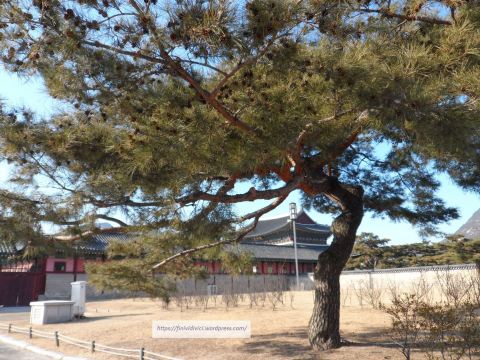 _gyeongbokgung palace pinecone.jpg